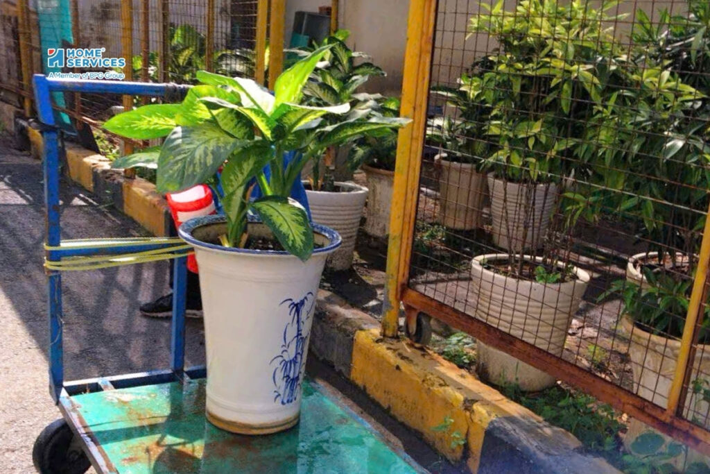 Chăm sóc bảo dưỡng cây xanh